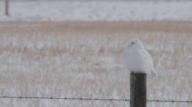 Alberta kırsalında kar baykuşu