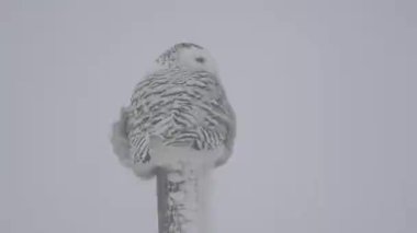 Alberta kırsalında kar baykuşu