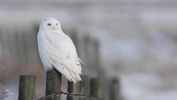 Búho Nevado Alberta Rural — Vídeos de Stock