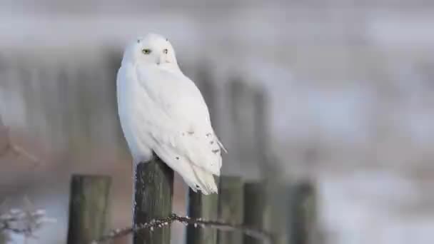 Búho Nevado Alberta Rural — Vídeos de Stock