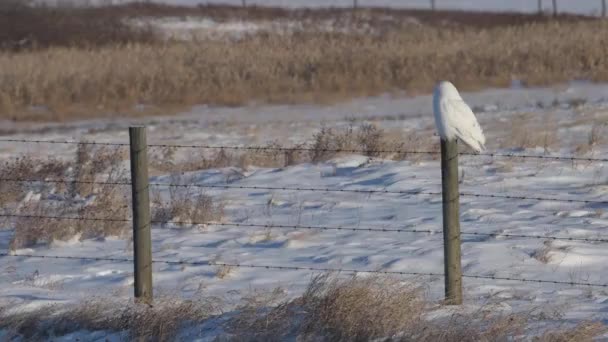 Sněžná Sova Venkově Alberta — Stock video