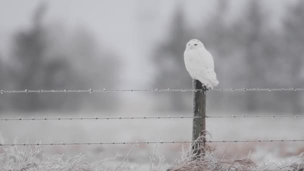 Búho Nevado Alberta Rural — Vídeos de Stock