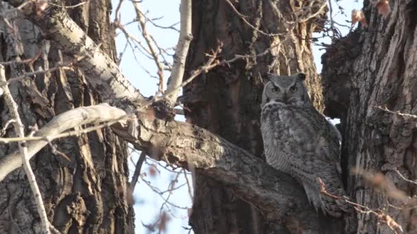 Grand Duc Amérique Canada — Video