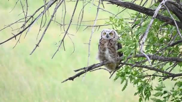 Great Horned Owl Canada — Stock Video