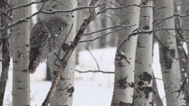 Vahşi doğadaki büyük gri baykuş