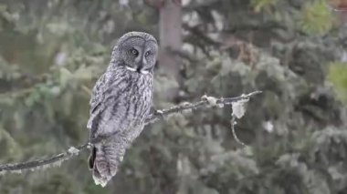 Vahşi doğadaki büyük gri baykuş