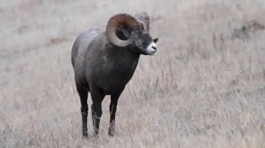 Koca boynuzlu koyunlar vahşi doğada