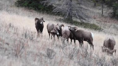 Koca boynuzlu koyunlar vahşi doğada