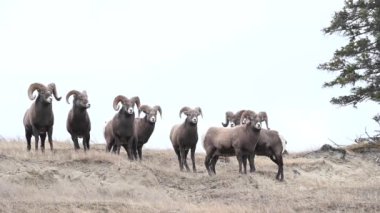 Koca boynuzlu koyunlar vahşi doğada