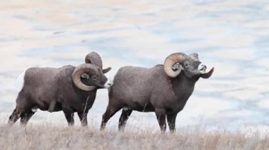 Koca boynuzlu koyunlar vahşi doğada