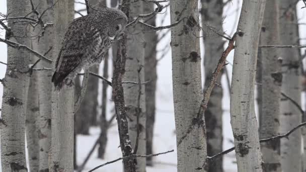 野生の偉大な灰色のフクロウ — ストック動画