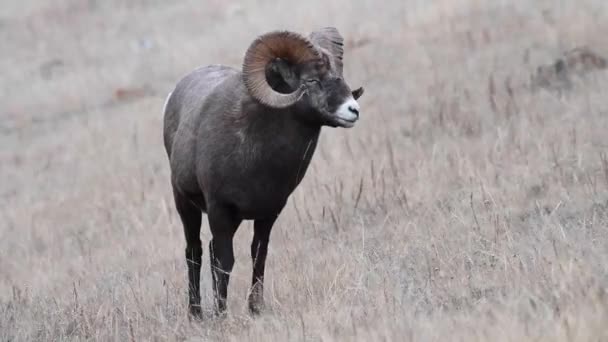 Bighorn Pecore Natura — Video Stock