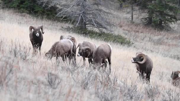 Bighorn Sheep Wild — Stock Video