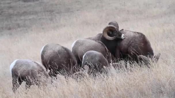 Bighorn Πρόβατα Στην Άγρια Φύση — Αρχείο Βίντεο