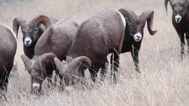 Bighorn Πρόβατα Στην Άγρια Φύση — Αρχείο Βίντεο