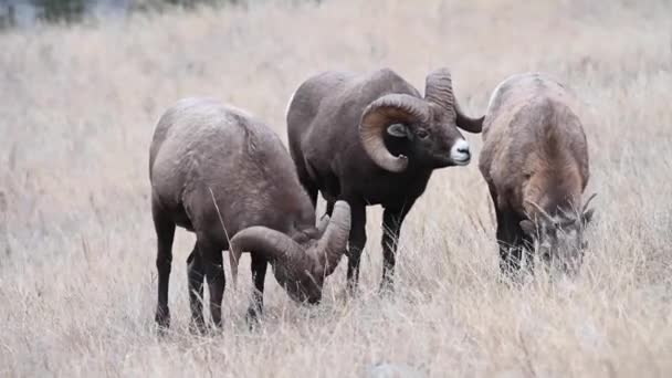 Bighorn Schapen Het Wild — Stockvideo