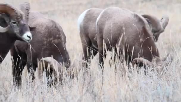 Bighorn Pecore Natura — Video Stock