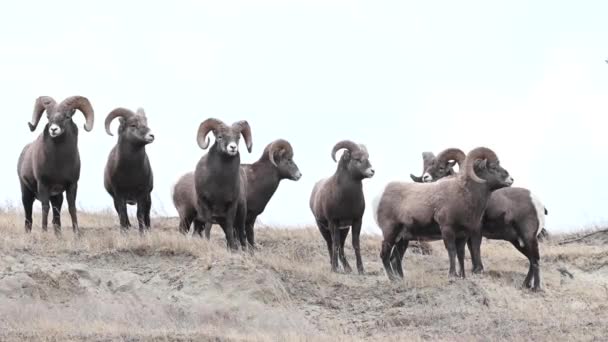 Owce Bighorn Środowisku Naturalnym — Wideo stockowe