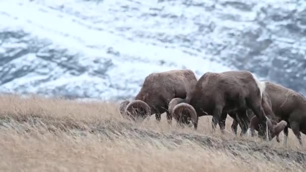 Bighorn Schapen Het Wild — Stockvideo