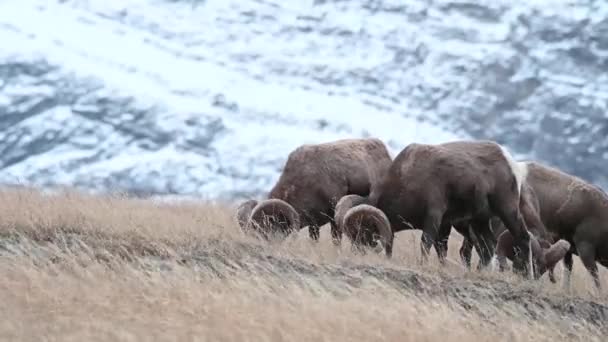 Mouflons Amérique Dans Nature — Video