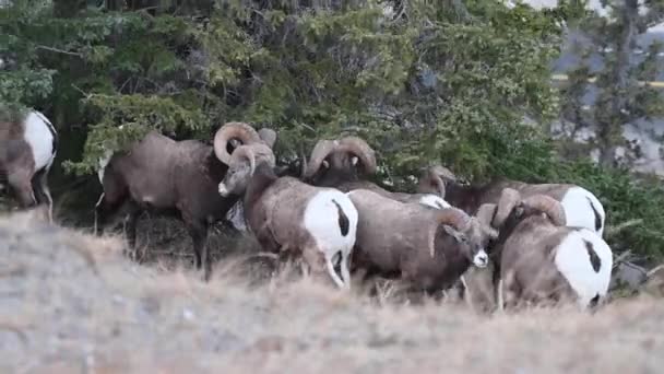 Mouflons Amérique Dans Nature — Video