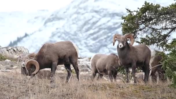 Mouflons Amérique Dans Nature — Video