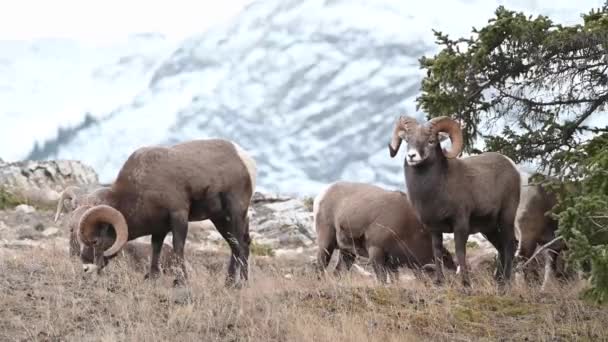 Bighorn Schapen Het Wild — Stockvideo