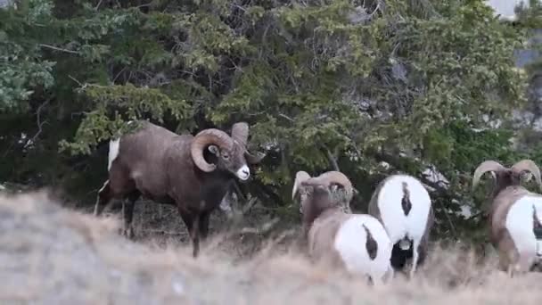 Mouflons Amérique Dans Nature — Video