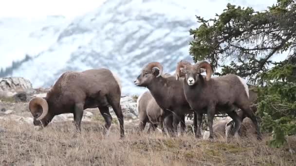 Mouflons Amérique Dans Nature — Video