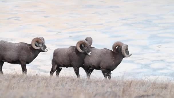 Bighorn Får Naturen – Stock-video