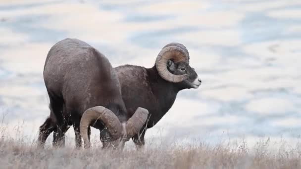 Bighorn Πρόβατα Στην Άγρια Φύση — Αρχείο Βίντεο