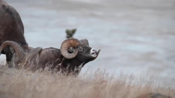 Ovejas Cuerno Grande Naturaleza — Vídeo de stock