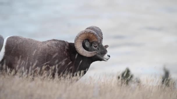 Storögda Får Naturen — Stockvideo