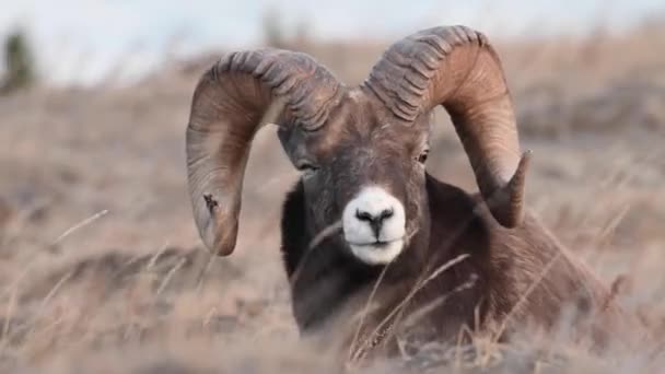 Bighorn Πρόβατα Στην Άγρια Φύση — Αρχείο Βίντεο