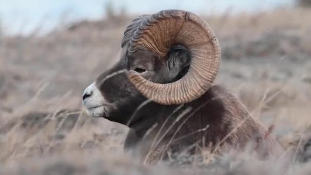 Bighorn Πρόβατα Στην Άγρια Φύση — Αρχείο Βίντεο