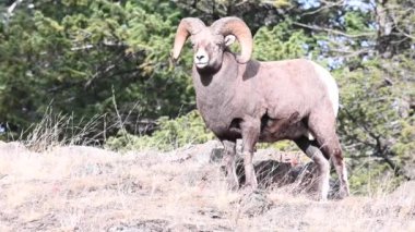 Koca boynuzlu koyunlar vahşi doğada
