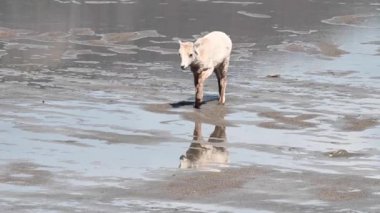 Koca boynuzlu koyunlar vahşi doğada