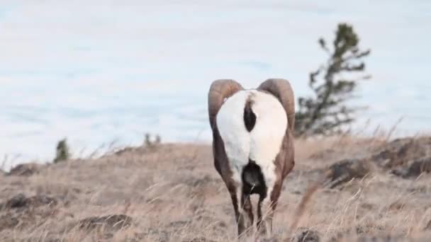 Bighorn Πρόβατα Στην Άγρια Φύση — Αρχείο Βίντεο