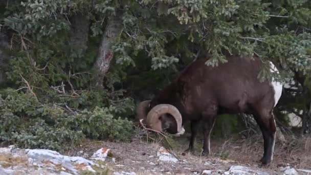 Bighorn Πρόβατα Στην Άγρια Φύση — Αρχείο Βίντεο