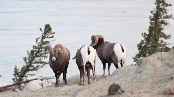 Bighorn Πρόβατα Στην Άγρια Φύση — Αρχείο Βίντεο