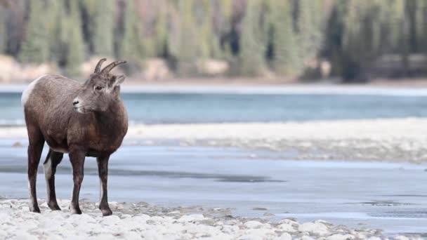 Bighorn Πρόβατα Στην Άγρια Φύση — Αρχείο Βίντεο