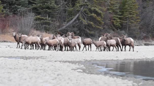 Bighorn Sheep Wild — Stock Video