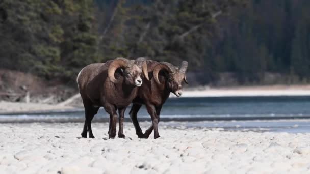 Bighorn Πρόβατα Στην Άγρια Φύση — Αρχείο Βίντεο