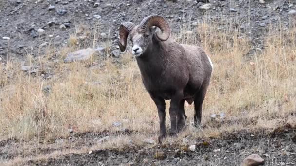 Bighorn Pecore Natura — Video Stock