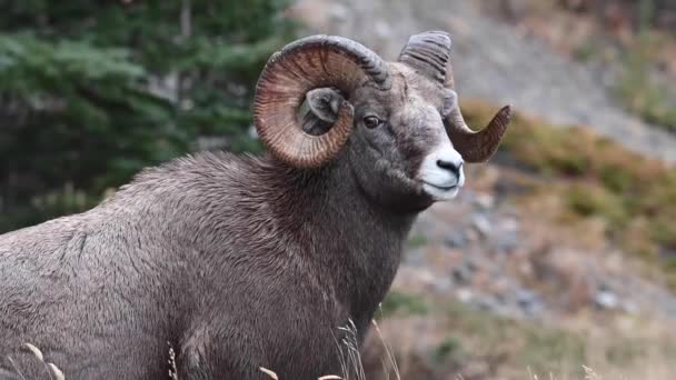 Bighorn Ovelhas Natureza — Vídeo de Stock