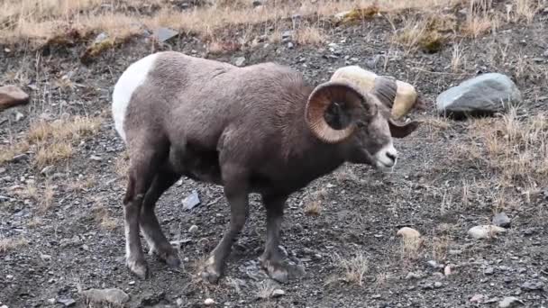 Bighorn Pecore Natura — Video Stock