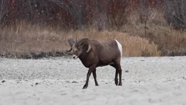 Bighorn Овец Дикой Природе — стоковое видео