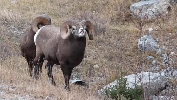 Bighorn Πρόβατα Στην Άγρια Φύση — Αρχείο Βίντεο