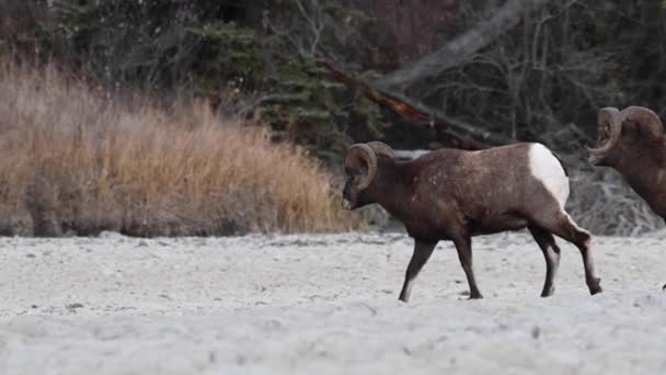 Mouflons Amérique Dans Nature — Video