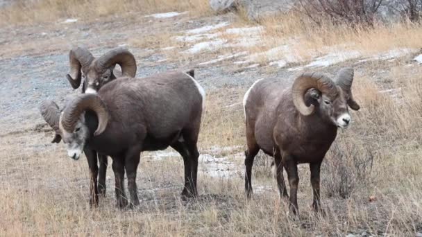 Bighorn Pecore Natura — Video Stock